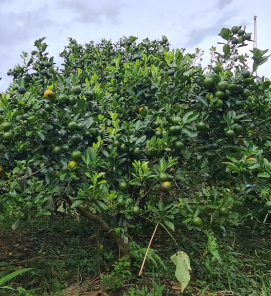 Kalamansi Saft 100% - 1KG./1L