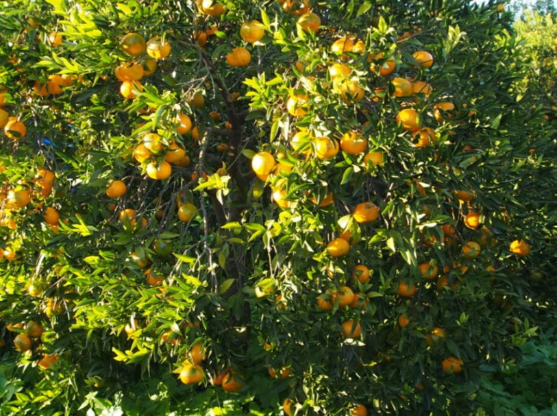 Mandarine Frruchtpüree/ Saft 100% - 1KG./1L - Ponthier